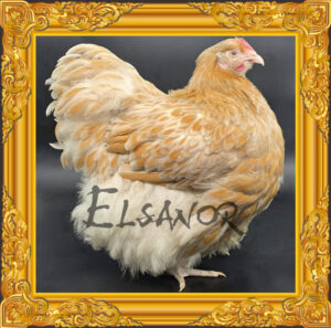 Poule Orpington Fauve Liseré Bleu