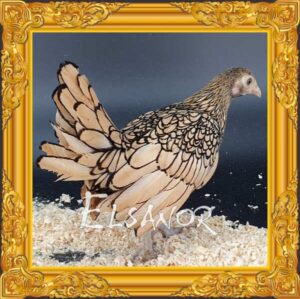 Poule Sebright Citronné Liseré Noir
