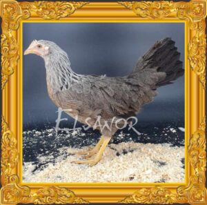 Poule Livourne Argenté de 20 semaines