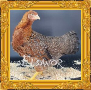 Poule Bielefeld Saumon Coucou Doré