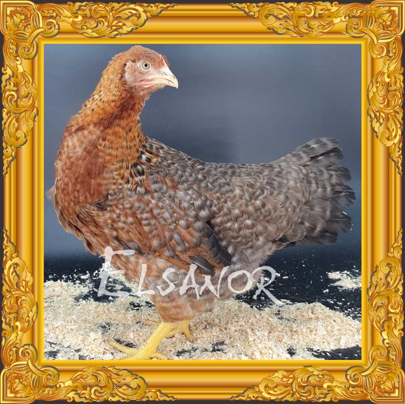 Poule Bielefeld Saumon Coucou Doré